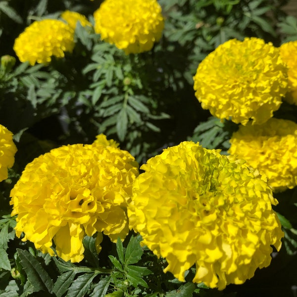 Yellow French Marigold Flower (Tagetes Patula) Seeds