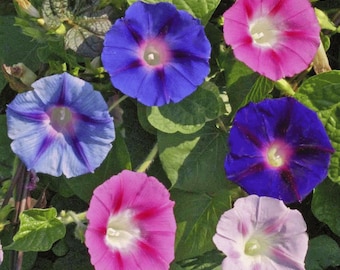 Morning Glory Flower (Ipomoea Tricolor) Seeds
