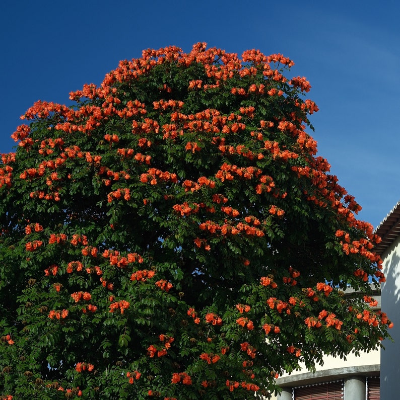 African Tulip Tree Spathodea Campanulata Seeds image 2