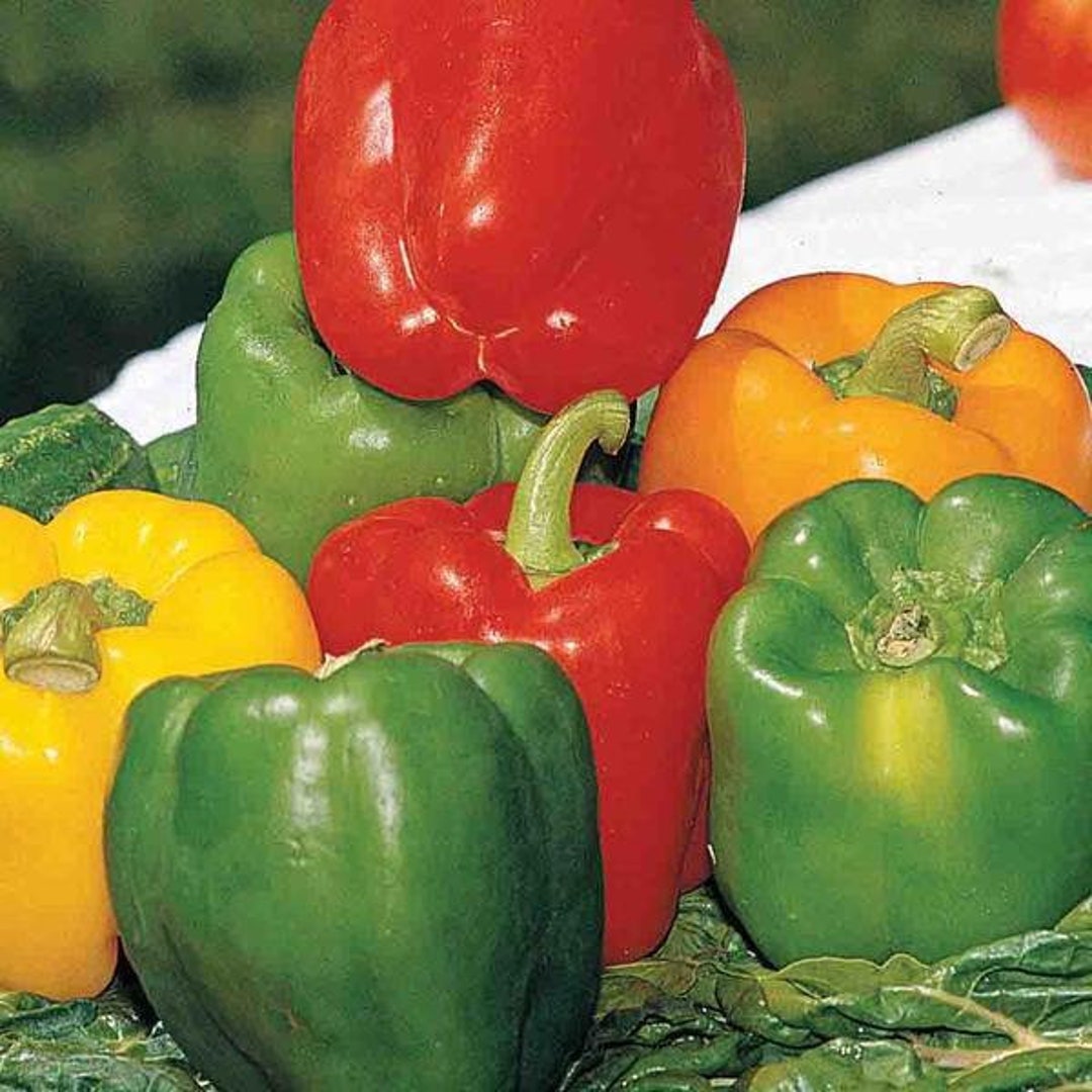 Organic California Wonder Bell Pepper Plant capsicum Annuum Etsy