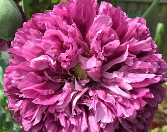 Purple Peony Poppy Flower (Papaver Paeoniflorum) Seeds