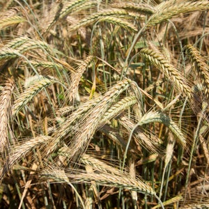 Organic Barley Grass (Hordeum Vulgare) Seeds