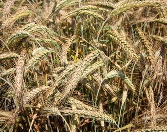 Organic Barley Grass (Hordeum Vulgare) Seeds
