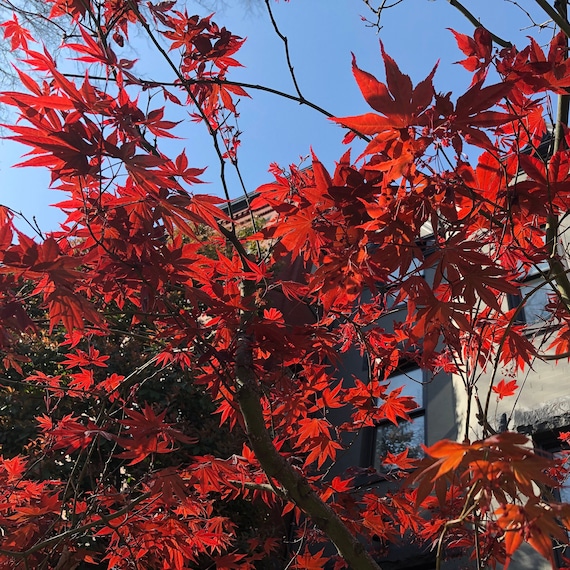 Japanese Amur Maple Tree (acer Tataricum Ginnala) Seeds - NEW FOR