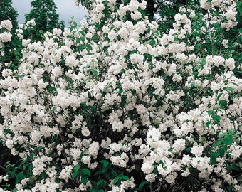 Semillas de planta de naranja simulada (Philadelphus Coronarius)