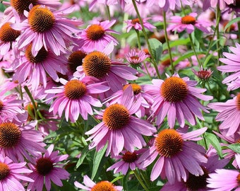 Purple Coneflower (Echinacea Purpurea) Seeds