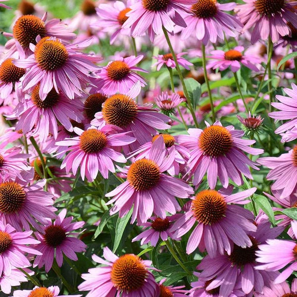 Graines de coneflower pourpre (Echinacea Purpurea)