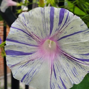 May include: A white morning glory flower with purple stripes. The flower has a pink center and is in bloom.