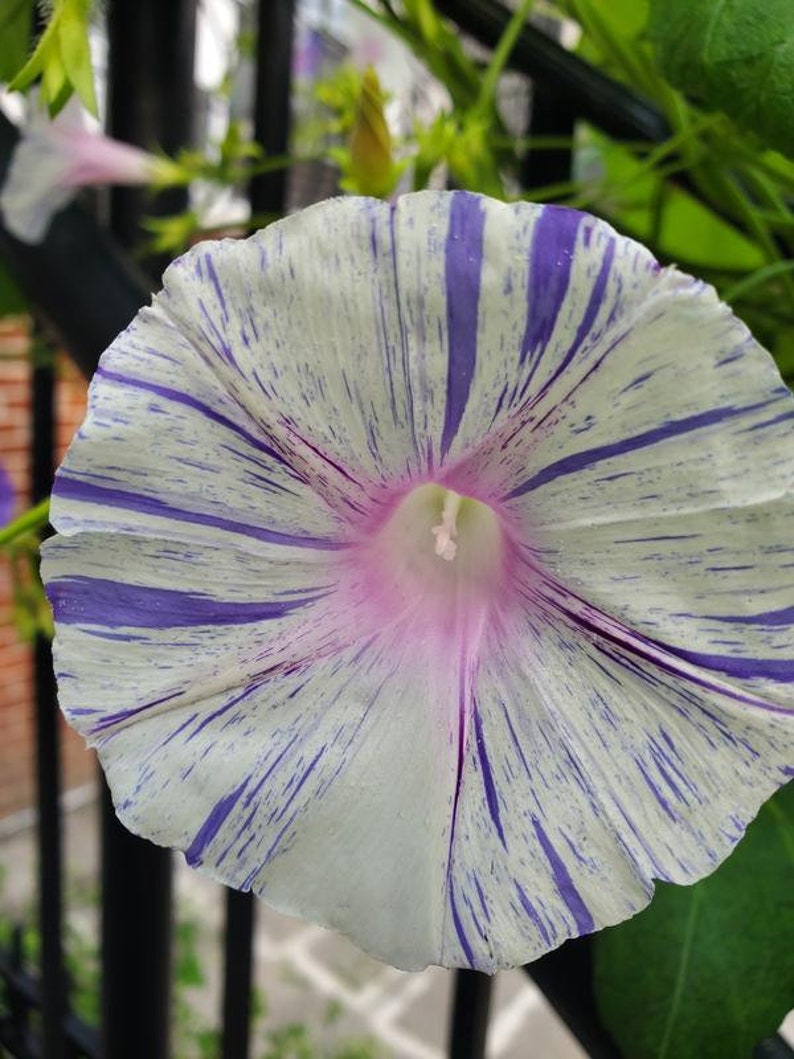 May include: A white morning glory flower with purple stripes. The flower has a pink center and is in bloom.