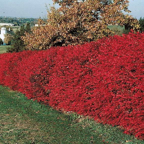 Scarlet Red Burning Bush Plant euonymus Atropurpureus Seeds - Etsy