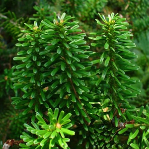 Korean Fir Tree Abies Koreana Seeds image 4