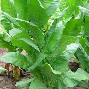 Organic Havana 608 Tobacco Plant Nicotiana Tabacum Seeds image 1