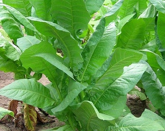 Organic Havana 608 Tobacco Plant (Nicotiana Tabacum) Seeds