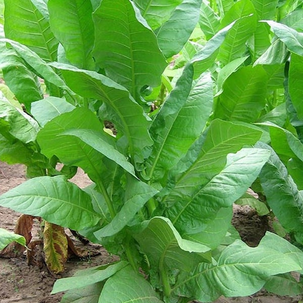 Organic Havana 608 Tobacco Plant (Nicotiana Tabacum) Seeds