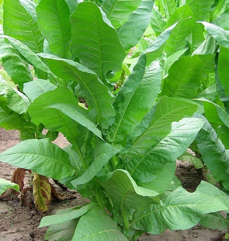 Organic Havana 608 Tobacco Plant Nicotiana Tabacum Seeds image 1