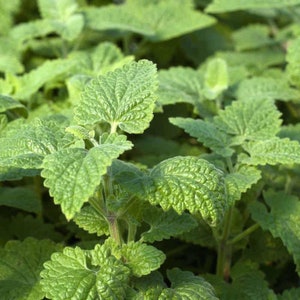 Catnip Plant Nepeta Cataria Seeds image 3