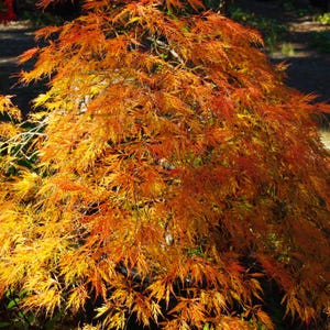 Ornatum Japanese Maple Tree (Acer Palmatum &#39;Ornatum&#39;) Seeds - NEW FOR FALL 2024