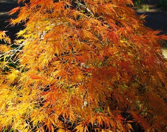 May include: A Japanese maple tree with delicate, feathery leaves in shades of orange and yellow. The leaves are backlit by the sun, creating a warm, glowing effect.