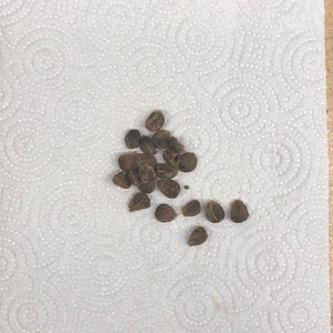 Rosewood Tulip Tree Thespesia Populnea Seeds image 4