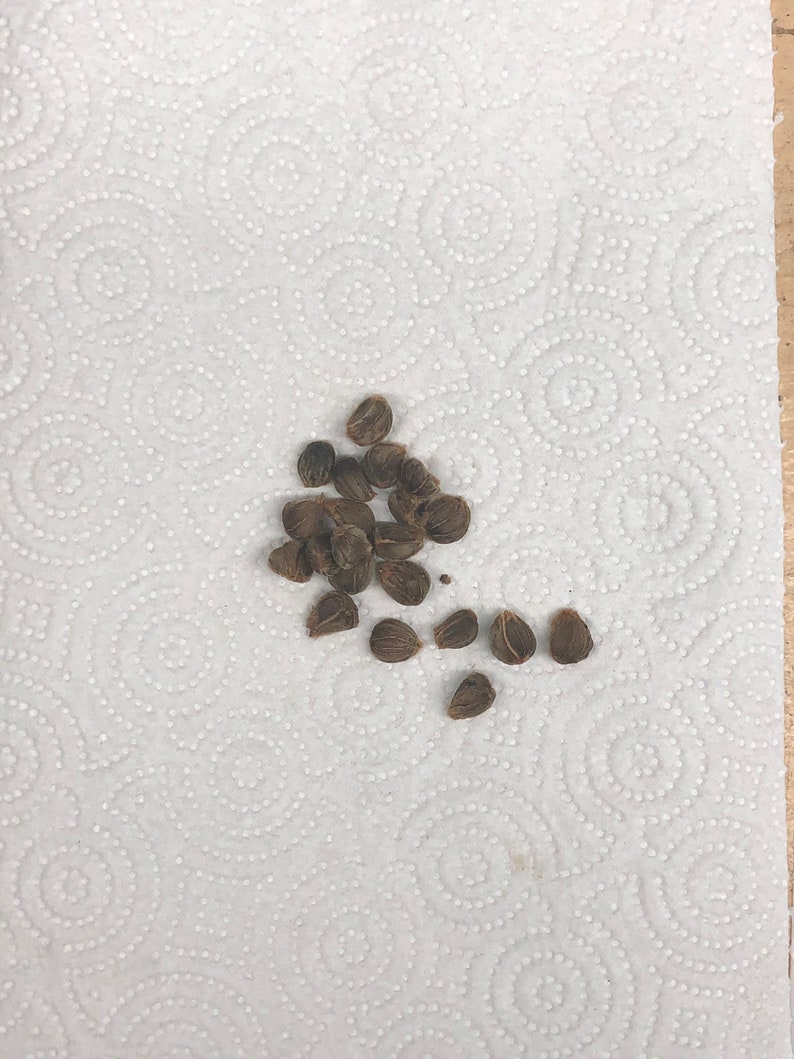 Rosewood Tulip Tree Thespesia Populnea Seeds image 4