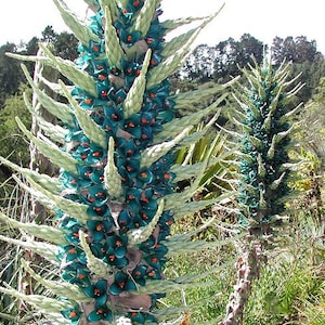 Sapphire Tower Plant (Puya Alpestris) Seeds