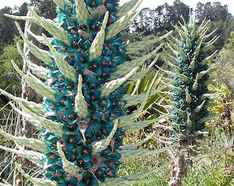 80 Semi Di Piante Puya Alpestris Sapphire Tower Bromeliad - Foto 5