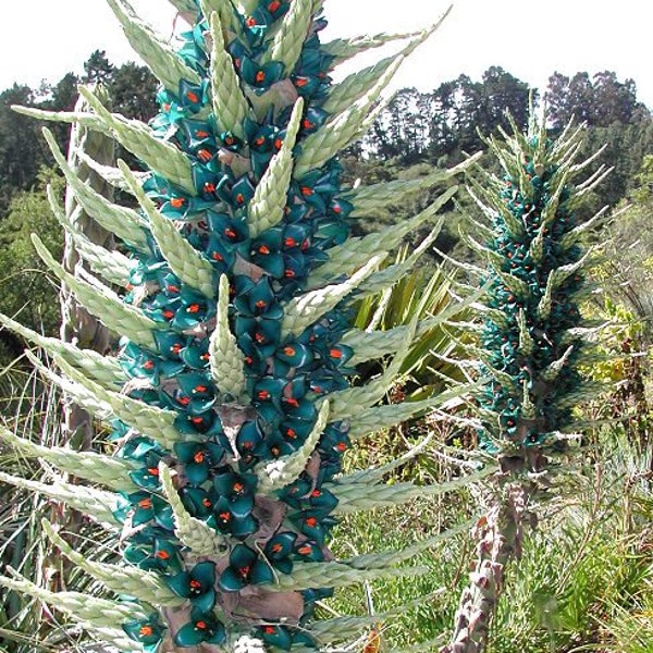 Sapphire Tower Plant (Puya Alpestris) Seeds