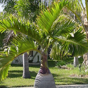 Bottle Palm Tree (Hyophorbe Lagenicaulis) Seeds - LIMITED BATCH