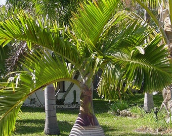 Bottle Palm Tree (Hyophorbe Lagenicaulis) Seeds - LIMITED BATCH