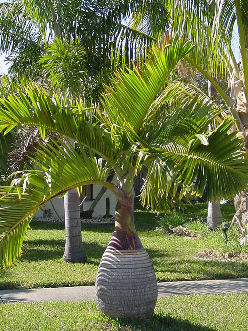 Bottle Palm Tree Hyophorbe Lagenicaulis Seeds LIMITED BATCH image 1