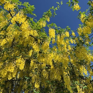 Golden Chain Tree (Laburnum Anagyroides) Seeds