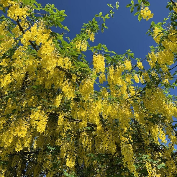 Golden Chain Tree (Laburnum Anagyroides) Seeds