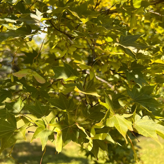 Nomura-nishiki Japanese Maple Tree (acer Palmatum 'nomura-nishiki