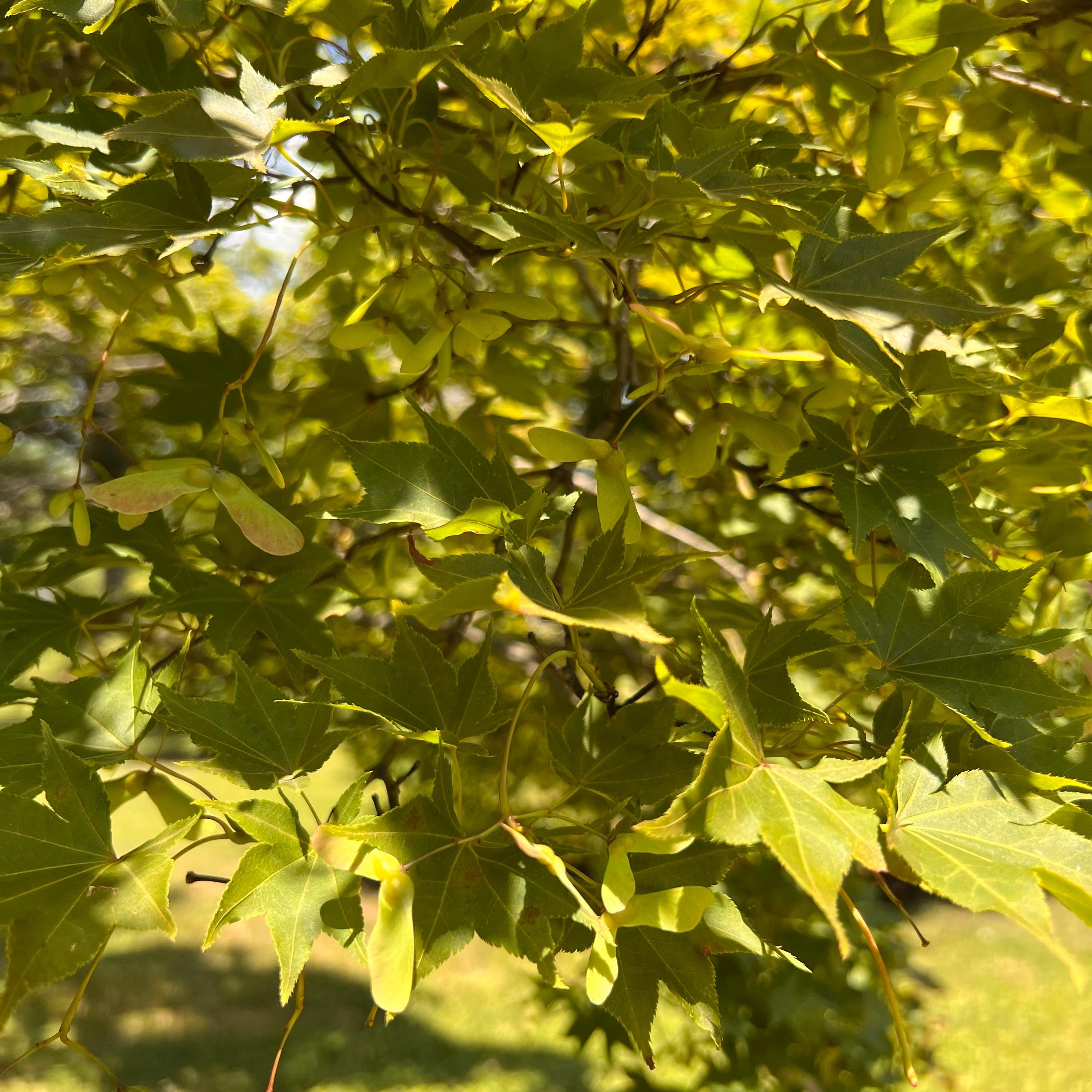 Nomura-nishiki Japanese Maple Tree (acer Palmatum 'nomura-nishiki