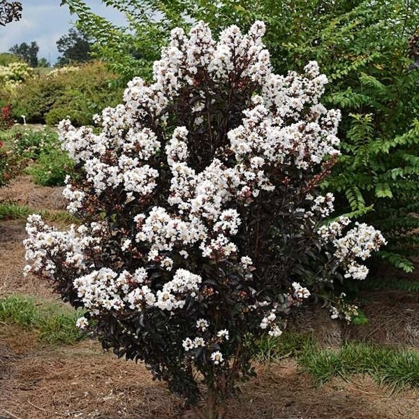 Black Diamond 'Snow White' Crepe Myrtle Tree (Lagerstroemia Indica 'BD White') Seeds