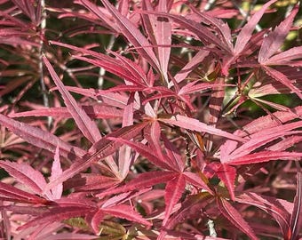 May include: Close-up of a Japanese maple tree with vibrant red leaves. The leaves are delicate and intricate, with a feathery texture.