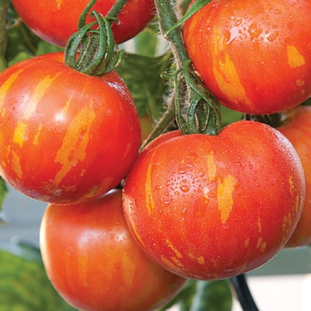 Organic Tigerella Tomato Plant solanum Lycopersicum Seeds Etsy