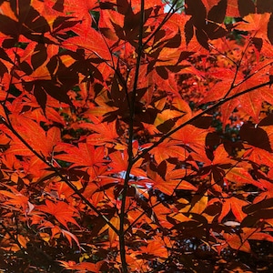 Japanese Maple Tree (Acer Palmatum) Seeds - NEW FOR 2024