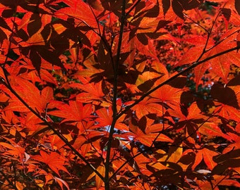 May include: A close-up of a tree with red leaves. The leaves are backlit by the sun, creating a warm, glowing effect.