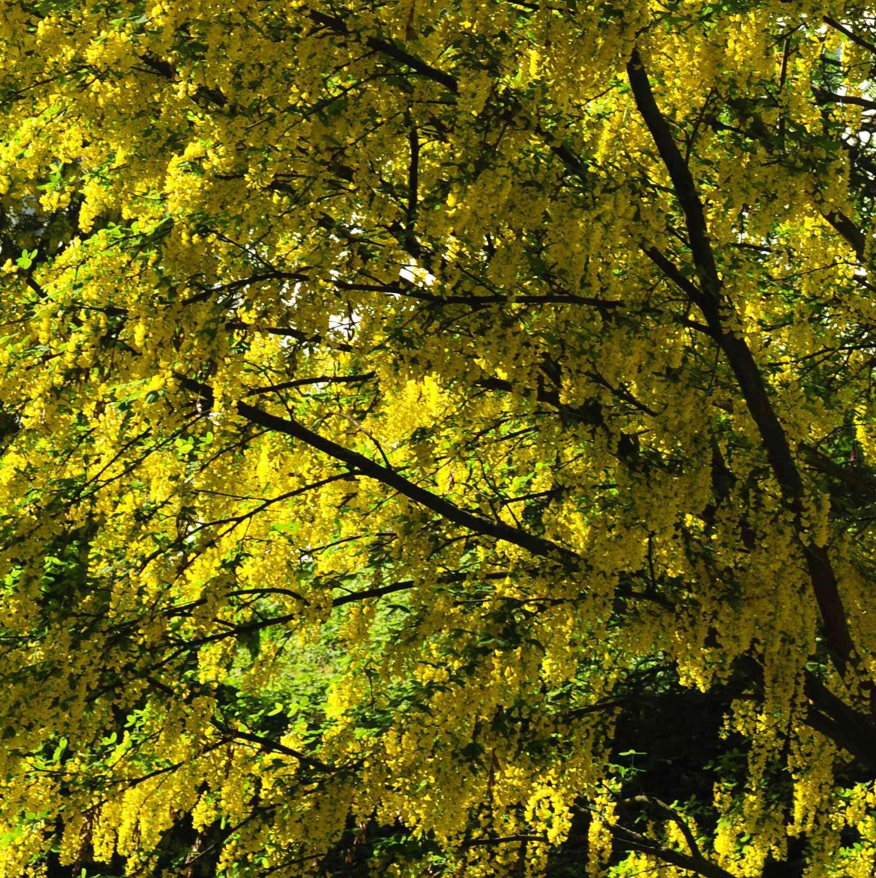 Goldkettenbaum (Goldregen) Samen - Etsy.de