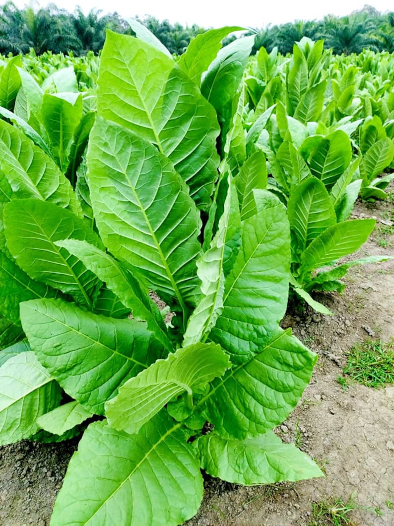 Organic Havana 608 Tobacco Plant Nicotiana Tabacum Seeds image 2