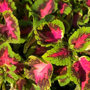 Coleus Rainbow Flower Plectranthus Scutellarioides Seeds image 4