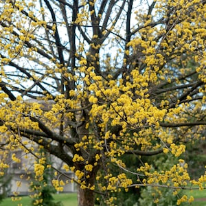 Cornelian Cherry Dogwood Tree Cornus Mas Seeds image 4