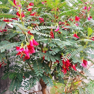 Sementes de árvore de beija-flor (Sesbania Grandiflora)
