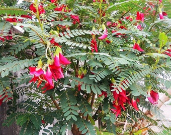 Hummingbird Tree (Sesbania Grandiflora) Seeds