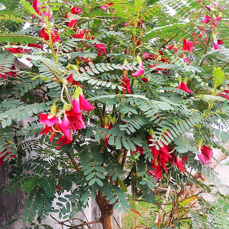 Hummingbird Tree Sesbania Grandiflora Seeds image 1