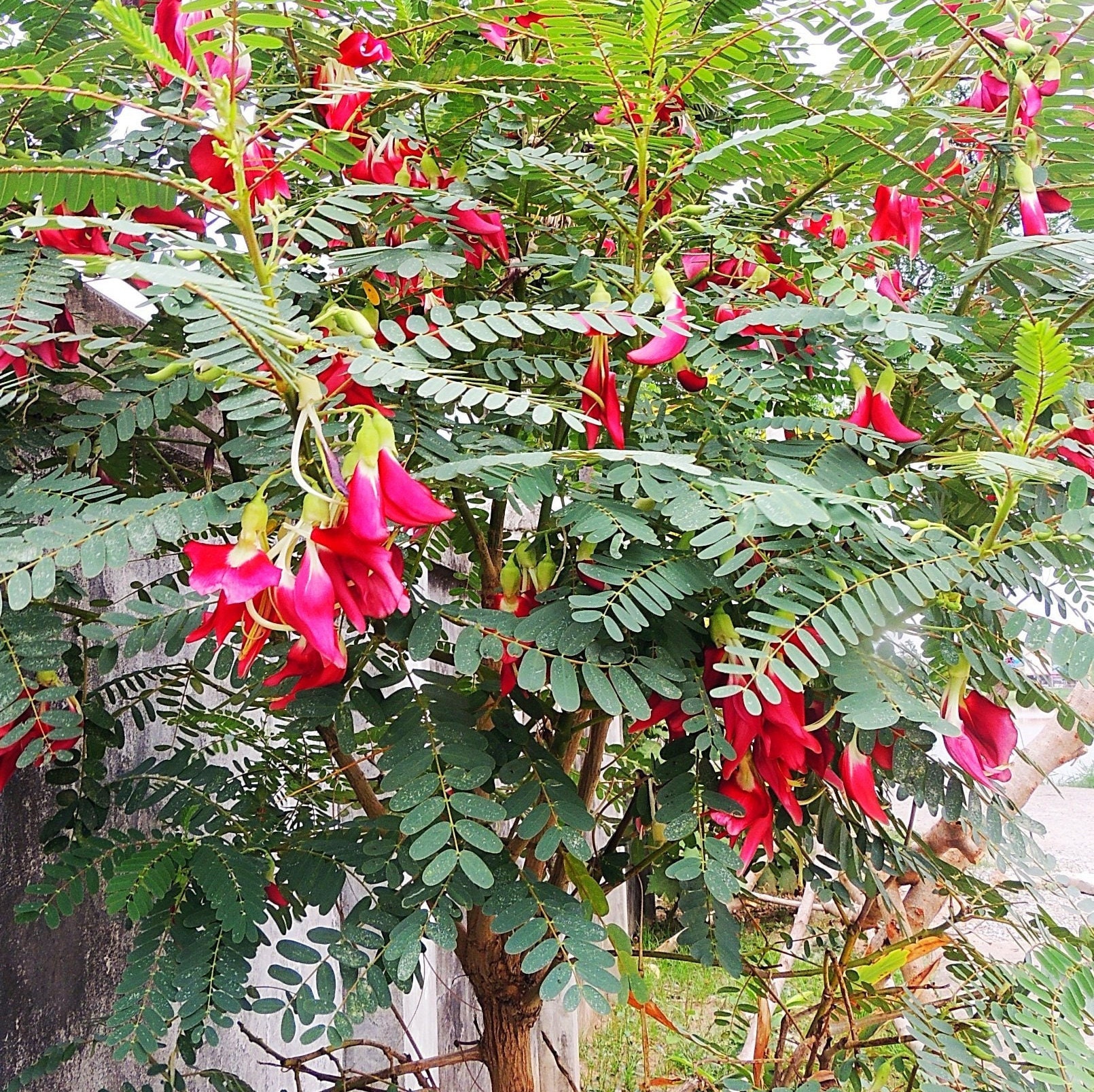 Kolibri Baum (Sesbania Grandiflora) Samen