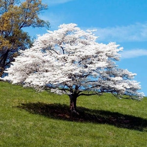 White Flowering Dogwood Tree (Cornus Florida) Seeds