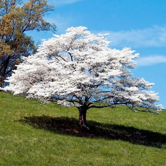 White Flowering Dogwood Tree cornus Florida Seeds - Etsy