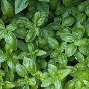 Organic Basil Plant (Ocinum Basilicum) Seeds